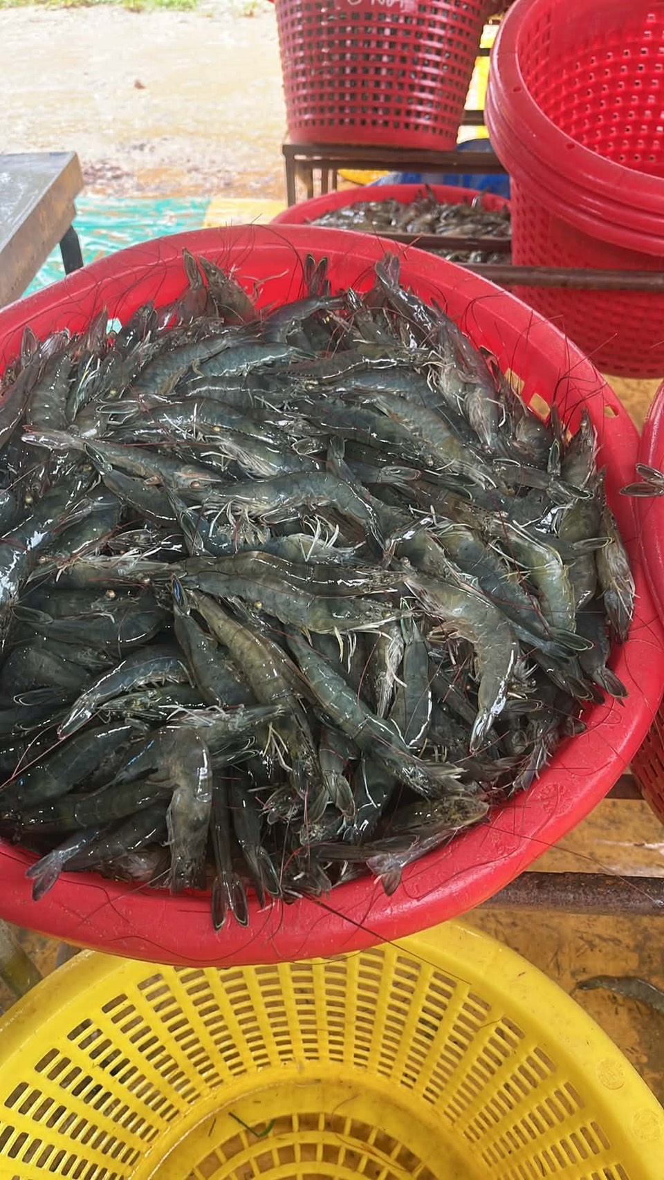จับและจำหน่ายกุ้ง